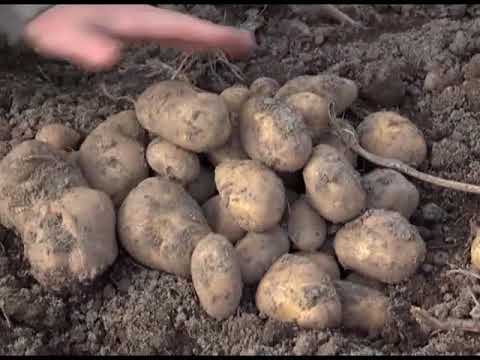 Видео: Зеленый сад фильм № 246 "Сорта картофеля" от 13.01.2018г. г.Хабаровск (zeleniisad.ru)