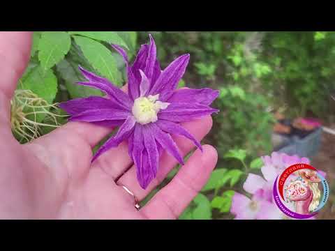 Видео: Обзор сада на 15 сантября. Какие клематисы и розы сейчас цветут в саду.