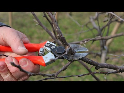 Видео: Когда, как и зачем обрезать плодовое дерево