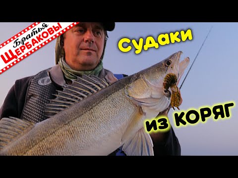 Видео: Как достать СУДАКА из КОРЯЖНИКА? Техника и ТАКТИКА ловли НА большом ВОДОХРАНИЛИЩЕ