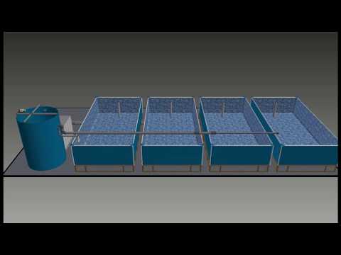 Видео: Клариевый сом, бюджетное мини УЗВ в домашних условиях