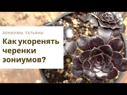 Видео: 31. Как укоренять черенки эониумов? Уход в домашних условиях
