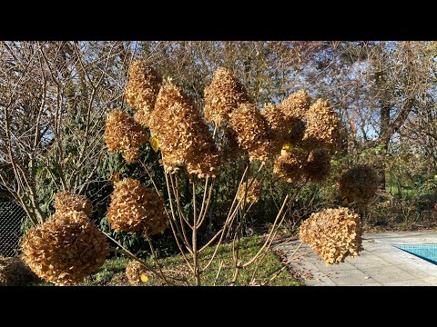 Видео: ОБРЕЗКА ГОРТЕНЗИИ НА ШТАМБЕ