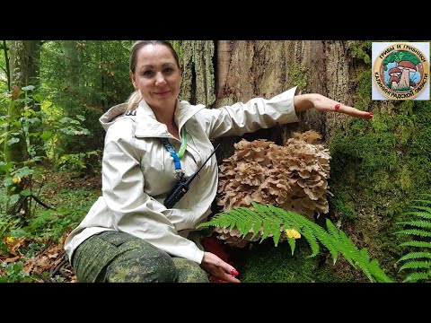 Видео: ГРИБ БАРАН ИЛИ ГРИФОЛА КУРЧАВАЯ. КАК ИСКАТЬ. черная лисичка, массовый сбор. Грибное хобби.