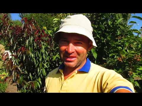 Видео: ПРОСТОЙ УХОД ЗА ОГУРЦАМИ.