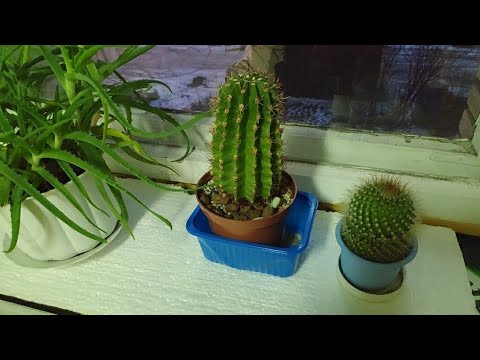 Видео: 18.12.20.КАКТУСЫ на работе.