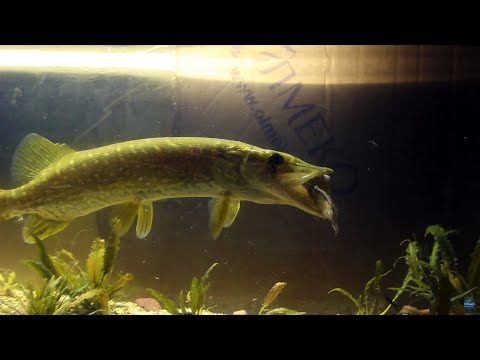 Видео: Щука в аквариуме. Кормление щуки рыбками