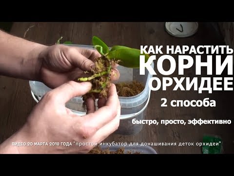 Видео: СГНИЛИ КОРНИ у ОРХИДЕИ 2 способа как нарастить корни орхидее быстро и эффективно
