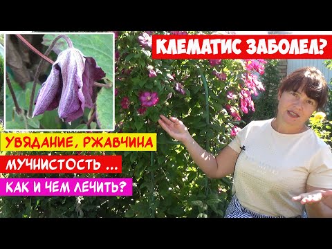 Видео: КЛЕМАТИСЫ и БОЛЕЗНИ: увядание, ржавчина и др. грибковые инфекции. КАК РАСПОЗНАТЬ? КАК ВЫЛЕЧИТЬ?