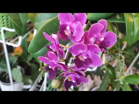 Видео: Orchid's "promise of happiness"- Обещание счастья: цветоносы перед переездом