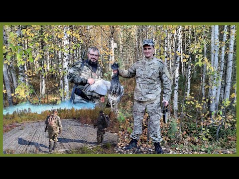 Видео: Охота на глухаря. Нашли вертолётную площадку в тайге. ХМАО.