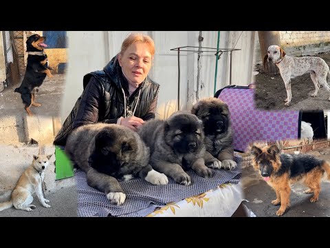 Видео: ТОШКЕНТ ЯНГИ ОБОД  ИТ БОЗОРИ Ташкентский собачий рынок