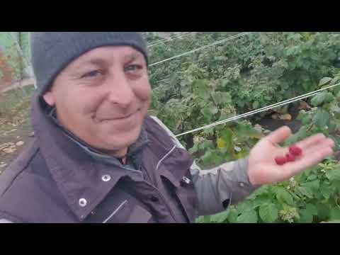 Видео: Нове життя для персика. 