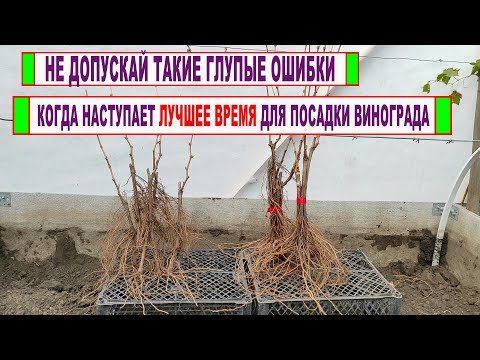 Видео: 🍇 Никогда НЕ ВЫСАЖИВАЙ и не пересаживай ВИНОГРАД в ЭТО ВРЕМЯ. Лучшее время для посадки винограда!