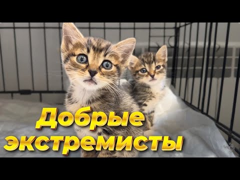 Видео: «Я хороший, вы платите!» Добрые и безответственные люди.