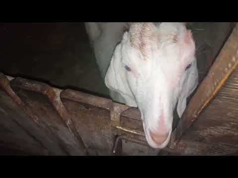 Видео: Преждевременное покрытие коз.