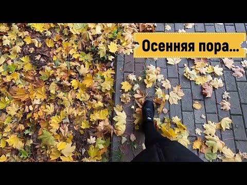 Видео: Золотая осень /Покупки на WB /Творожные вафли