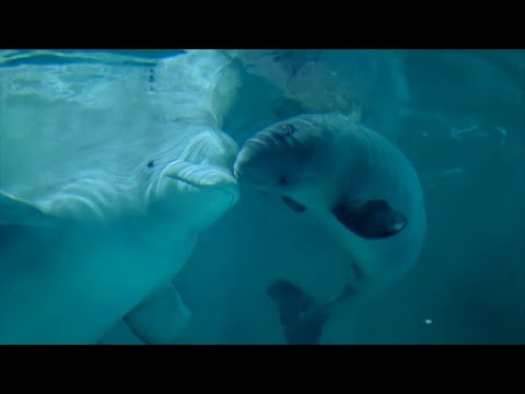 Видео: Лечебная терапия песнями дельфинов | Киты | Белуга | Косатки | Китообразные 🐋🐬🐳 звуки  8D 🎧 2020
