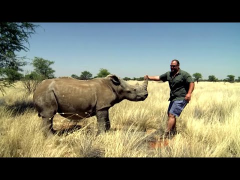 Видео: Конвои диких животных: постоянная опасность