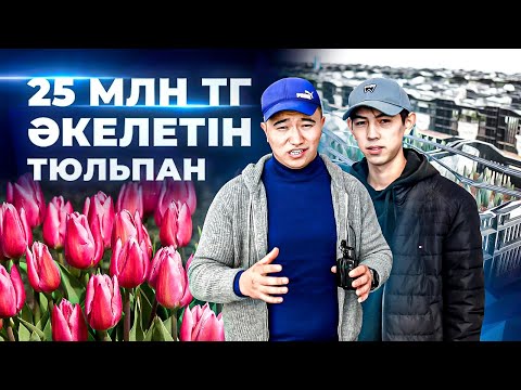 Видео: Клиент 1 жыл бұрын дайын тұратын Бизнес. Тюльпан өсіру. Теплица бизнес план. | Жылыжай салу.