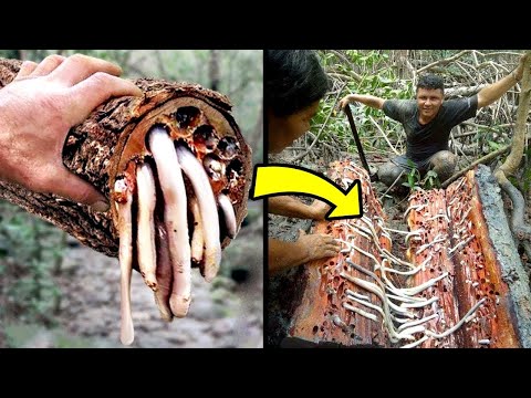 Видео: Эти Шокирующие Существа Живут Внутри Деревьев!