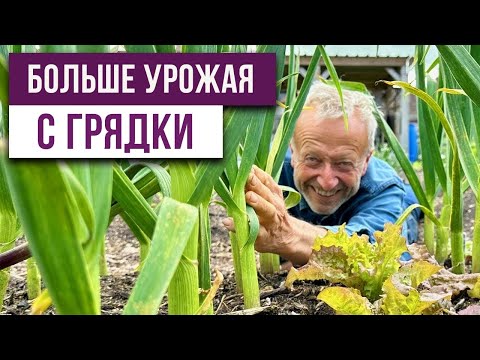 Видео: Как получить больше урожая с одной грядки?