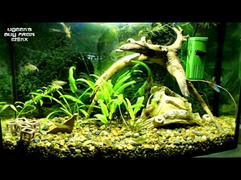 Видео: Светодиодный свет в Аквариуме 30л из LED прожектора 10w