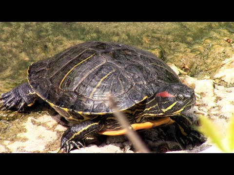 Видео: КРАСНОУХИЕ ЧЕРЕПАХИ в водоемах Москвы и Подмосковья