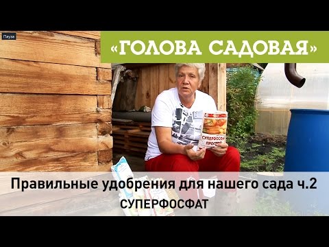 Видео: Голова садовая - Правильные удобрения для нашего сада ч.2 (Суперфосфат)