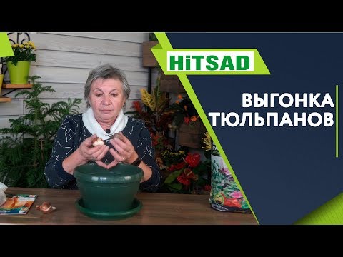 Видео: Правильная Выгонка Тюльпанов В Домашних Условиях ✔️ Советы От Хитсад ТВ