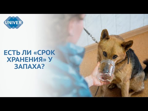Видео: ЗАПАХИ ПРЕСТУПЛЕНИЯ: КАК ОНИ МОГУТ ПОМОЧЬ В ДЕЛЕ?