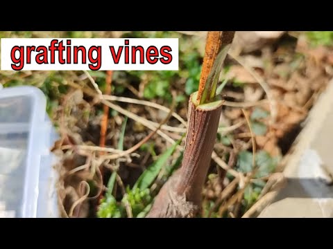 Видео: Grafting grape vine // Прививка винограда