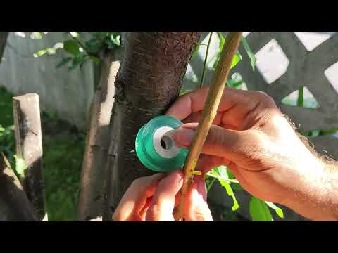 Видео: Літня окуліровка , без пробудження бруньки 