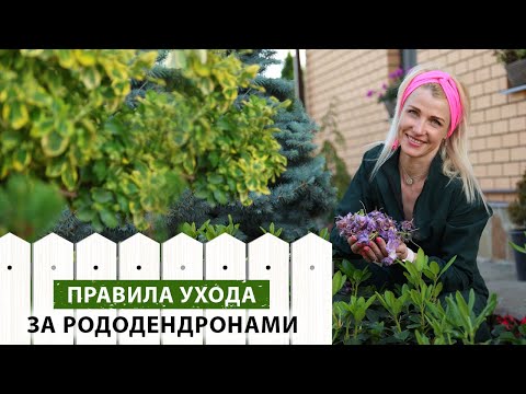 Видео: Рододендроны. Правила обрезки и ухода после цветения