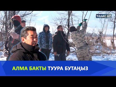Видео: Алма бакты туура бутаңыз