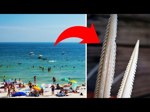 Видео: Самые опасные обитатели Черного моря: На кого лучше не наступать и в руки не брать?