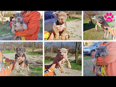 Видео: ✂️ ОТРЕЗАЛИ УШИ! ✂️ ЩЕНКАМ!😱 Отдаем собаку Ласку! Аня заболела