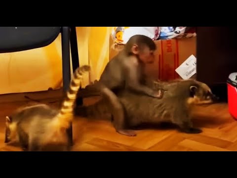 Видео: Доброе утро! Люська с хвостатой бандой РАЗНОСЯТ ДОМ!