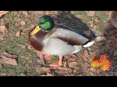 Видео: Год из жизни крякв.  Часть 1. Осень.