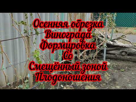 Видео: Осенняя обрезка винограда со смещённой зоной плодоношения. 28.10.24