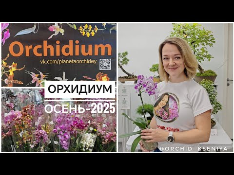 Видео: Выставка Орхидиум - сентябрь 2025 | Много орхидей, суккулентов, лиственных| Грунты, препараты |Обзор
