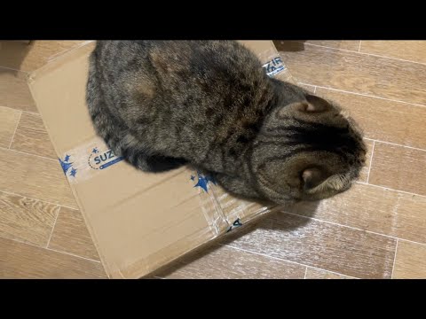 Видео: Мишель распаковывает посылки перед родами)