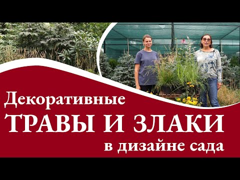 Видео: Декоративные травы и злаки в дизайне сада