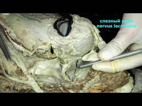 Видео: Черепные нервы по порядку (на препарате головы лошади)