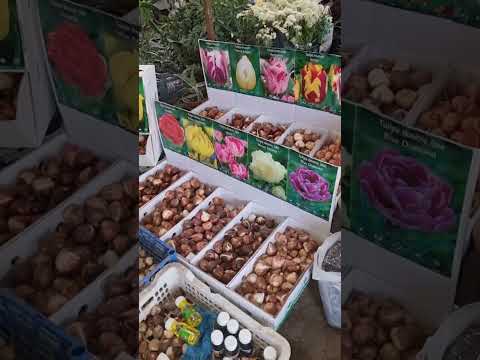 Видео: АНДИЖОН ЖАХОН БОЗОРИ ГУЛ БОЗОРИ КУРИБ ДЕХКОННИ КУЛИ ДАРД КУРМАСИН ДЕБ ЛАЙК БОСАМИЗ 94 437 08 80 ТЕЛ 