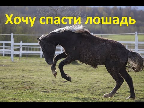 Видео: Купили дикую лошадь. У нас проблема!