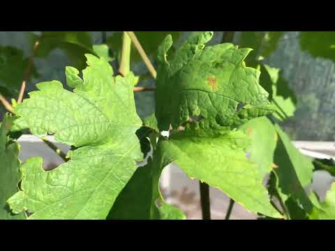 Видео: Подделка препаратов, осторожно!