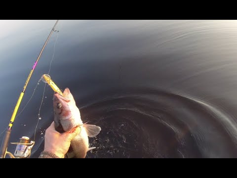 Видео: Троллинг судака на Салмо Вэки и не только