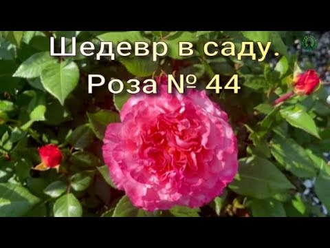 Видео: Шедевр в саду. Роза № 44. Питомник растений Е. Иващенко
