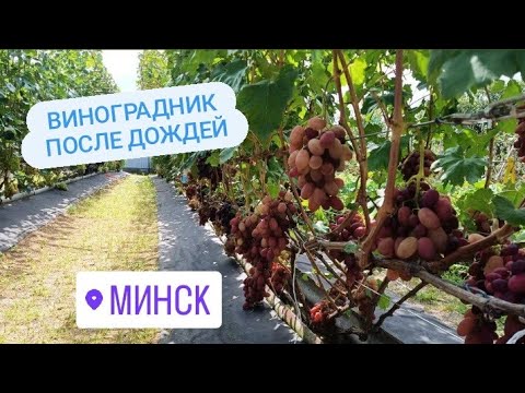 Видео: Виноградник на 20 августа 2024. Беларусь, Острошицкий городок.